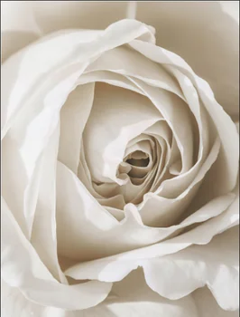 Baltās Rozes Ziedu, Spalvu Pieneņu Sienas Mākslas Audekls Gleznošanai Ziemeļvalstu Plakāti Un Izdrukas Augu Sienas, Attēlus Dzīvojamā Istaba Dekori