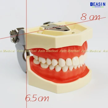 Standarta lapu zobu modelis 28pcs zobu Mīkstā Gumija mācību modeli, zobārsts skolēnu mācīšanās ar skrūvgriezi