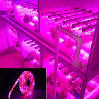 LED Fito Lampas Augt Gaismas SMD 5050 LED Sloksnes Gaismas DC12V Sarkanā, Zilā 3:1 4:1 5:1 Siltumnīcefekta Hidroponiskas Augu audzēšana 5m/daudz