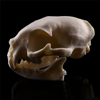 Reāli Kaķis Galvaskausa Sveķu Reprodukcija Mācību Skeletu Modelis Akvāriju Halloween Aksesuārus Briesmīgs Piederumi Mājas Decora