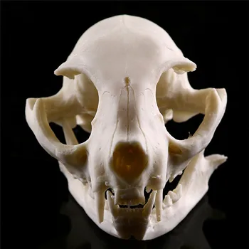 Reāli Kaķis Galvaskausa Sveķu Reprodukcija Mācību Skeletu Modelis Akvāriju Halloween Aksesuārus Briesmīgs Piederumi Mājas Decora