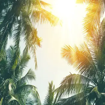 Aizkaru Tropisko Palmu Koki Saulainā Dienā Debesis Eksotisko Vasaras Brīvdienas Dabas Ainavas Foto Zaļa Dzeltena